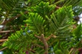 Araucaria evergreen coniferous tree branch with needle-like leaves.