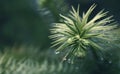 Araucaria evergreen coniferous trees in the family Araucariaceae