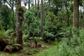 Araucaria Forest