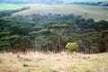 Araucaria forest Royalty Free Stock Photo