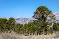 Araucaria forest in the central and northern region of the Neuquen province in Argentine Patagonia Royalty Free Stock Photo