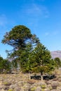 Araucaria forest in the central and northern region of the Neuquen province in Argentine Patagonia Royalty Free Stock Photo