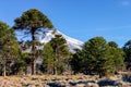 Araucaria forest in the central and northern region of the Neuquen province in Argentine Patagonia Royalty Free Stock Photo