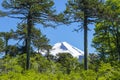 Araucaria forest in Conguillio National Park, Chile Royalty Free Stock Photo