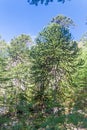 Araucaria in National Park Huerquehue, Chile