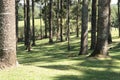 Araucaria Forest tree trunks Royalty Free Stock Photo