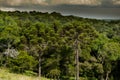 Araucaria Forest Royalty Free Stock Photo