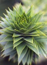 Araucaria