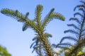 Araucaria green leaves against the blue sky. Beautiful green tree