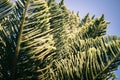 araucaria heterophylla branch or house pine or norfolk island pine evergreen coniferous tree decorative plant in summer sunny day Royalty Free Stock Photo