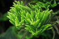 Araucaria heterophylla Leaf. Green nature background.