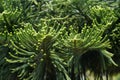 Araucaria Heterophylla - Norfolk Island Pine.