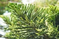 Araucaria Heterophylla - Norfolk Island Pine.