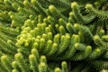 Foliage of an araucaria luxurians or coast araucaria tree Royalty Free Stock Photo