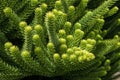 Foliage of an araucaria luxurians tree