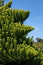 Foliage of an araucaria luxurians or coast araucaria tree Royalty Free Stock Photo