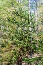 Araucaria in National Park Huerquehue, Chile