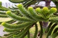 Araucaria Royalty Free Stock Photo