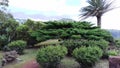 Araucaria in parasol and Canarian Palm at the miradouro Despe-te-que-Suas on the island of Sao Miguel