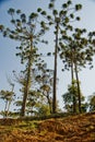 Araucaria Pine Tree