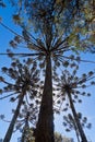 Araucaria Pine Trees Royalty Free Stock Photo