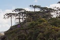 Araucaria Pine Trees