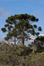 Araucaria Pine Trees Royalty Free Stock Photo