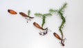 Araucaria pinions sprouting in an evolution sequence showing roots and shoots,