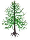 Araucaria prehistoric tree - 3D render Royalty Free Stock Photo