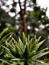 Araucaria tree in the early morning. Royalty Free Stock Photo