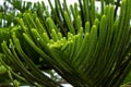 Araucaria tree branch with green scaly leaves