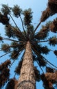 Araucaria tree Royalty Free Stock Photo