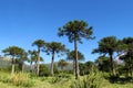 Araucaria tree forest Royalty Free Stock Photo