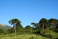 Araucaria tree forest Royalty Free Stock Photo