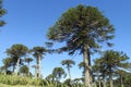 Araucaria tree forest Royalty Free Stock Photo