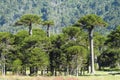 Araucaria tree forest Royalty Free Stock Photo