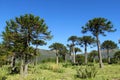 Araucaria tree forest Royalty Free Stock Photo