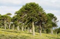 Araucaria tree forest Royalty Free Stock Photo