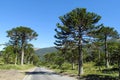 Araucaria tree forest near the asphalt road Royalty Free Stock Photo