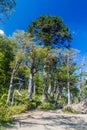 Araucaria tree in National Park Huerquehue