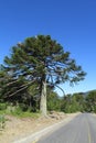 Araucaria tree near the road Royalty Free Stock Photo