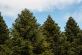 Araucaria trees growing Royalty Free Stock Photo