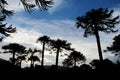 Araucaria trees silhouettes Royalty Free Stock Photo