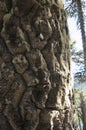 Araucaria trunk of the Royalty Free Stock Photo