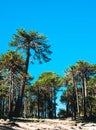 Araucaria's forest in villa pehuenia Royalty Free Stock Photo