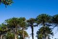 Araucarias  forest in villa pehuenia Royalty Free Stock Photo