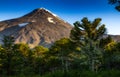 Araucarias Forest at the base o volcano Lanin Royalty Free Stock Photo