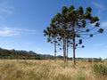 araucarias and the natural fields Royalty Free Stock Photo