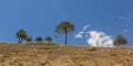 Araucarias tree in Malalcahuello Park, Chile Royalty Free Stock Photo