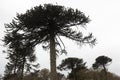 Araucarias Tree. Araucania regionl Chile Royalty Free Stock Photo